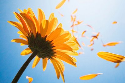 ​风车的美句子经典大全(精选67句)