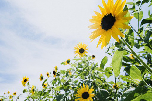 感恩节企业口号82句