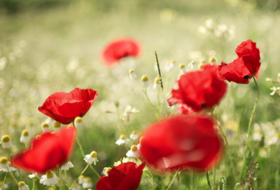 ​关于冬天的诗句