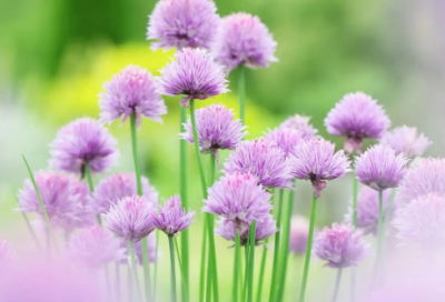 ​关于家的诗句