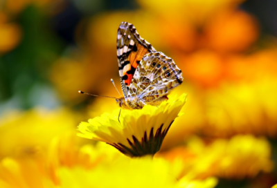 ​中秋诗句赏析