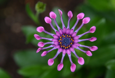 ​军城早秋的古诗（军城早秋翻译及赏析）