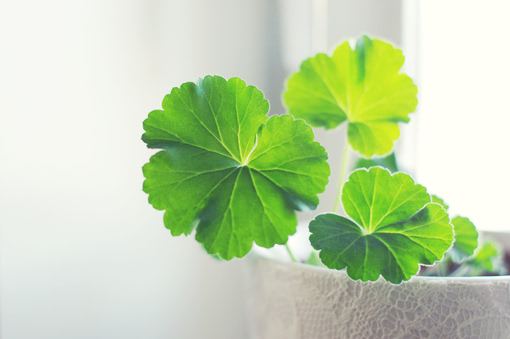 爱祖国名言大全94句