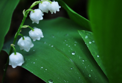 ​苏幕遮翻译及原文（苏幕遮古诗意思全解）