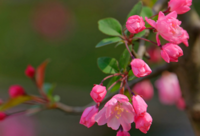 ​关于端午节诗句古诗大全（描写端午节的古诗赏析）