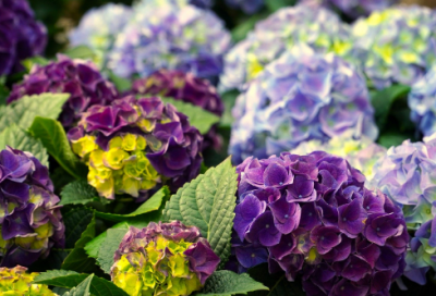 ​秋词古诗的意思翻译（秋词全文翻译及诗意解析）