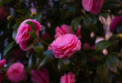 ​关于梅花的古诗全首及赏析（写两句关于梅花的古诗词）