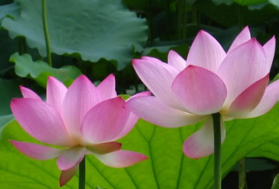 ​己亥杂诗翻译及赏析（己亥杂诗古诗意思解释）