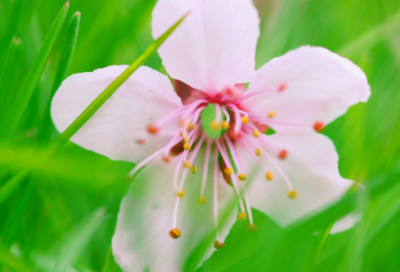 ​咏鹅古诗解释意思（咏鹅古诗原文赏析）