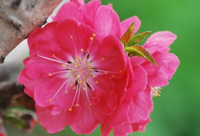 ​蝉的诗意和情感（虞世南蝉古诗翻译）