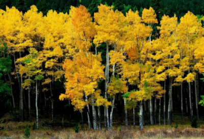 ​村居古诗的意思全解（村居清高鼎古诗赏析）