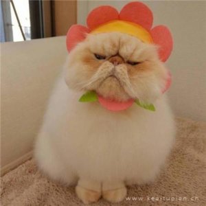 ​创模宣传口号环境（安全宣传标语口号）