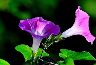 ​旅行社旅游广告标语文案29句