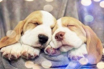 ​小学生运动会加油口号简短8字(精选51句)