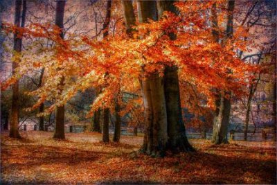 ​关于爱老婆的句子81句