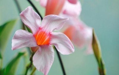 ​早会呐喊口号