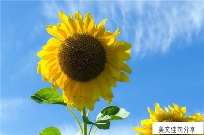 ​形容伤感的句子说说心情（36句伤感迷茫的诗句）