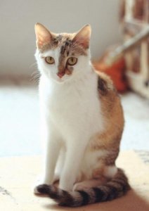 ​一句青春励志唯美句子（青春奋斗梦想励志句子十字以内）