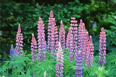 励志语句摘录40条