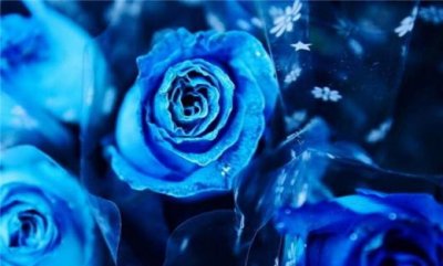 ​清晨问候语正能量(你便会变得快乐而积极…)