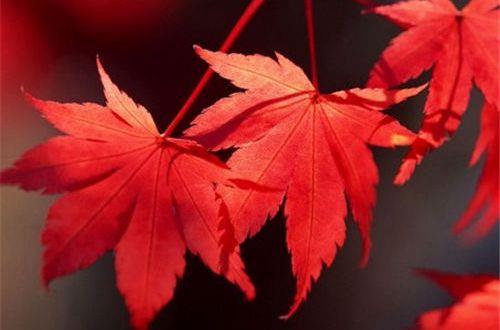 简短的正能量语句汇总55条