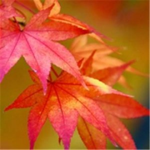 ​善良的人被伤害的句子