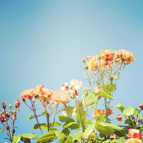 心灵鸡汤经典励志语录(32条)