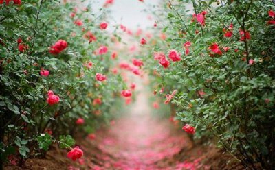 ​激励人拼搏奋斗的励志签名(53句)