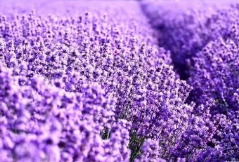 1710226747226820.png image.png