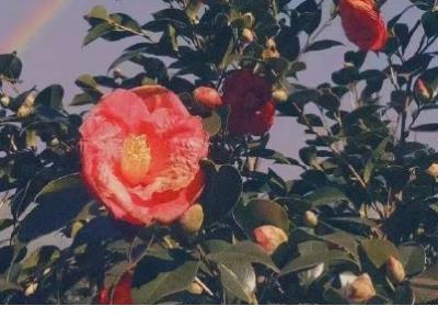 经典伤感情话大全