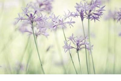 经典伤感爱情语录