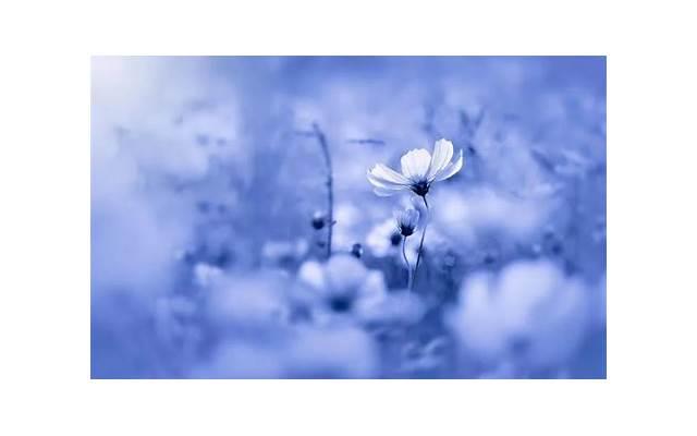 情话书签 伤感（女生向男生表白的土味情话）