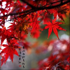 ​qq说说伤感短语（qq伤感说说短语大全）