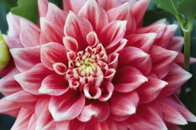 ​花凋谢的伤感句子说说