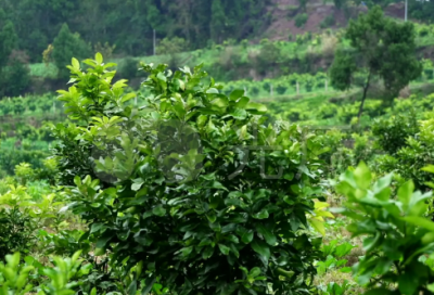 ​关于押韵的句子 励志押韵的句子精选(39句)