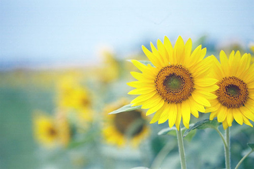 爱国的古诗句49句