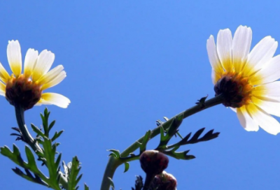 ​彼岸花伤感唯美句子短-55句