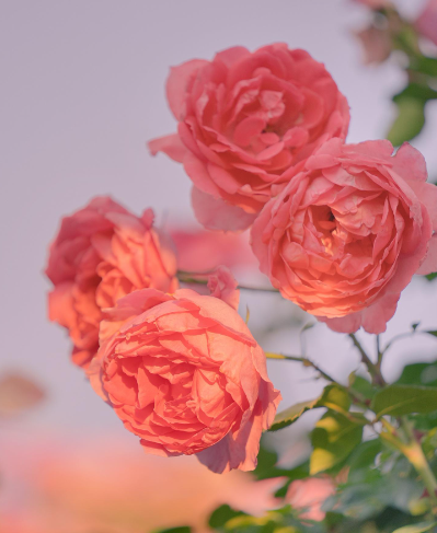 1690358663364009.png image.png