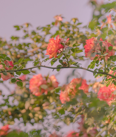 1690358719619901.png image.png