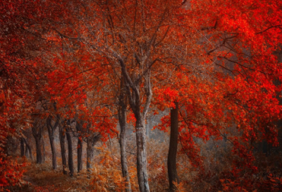 ​张爱玲的爱情语录长句 【张爱玲的爱情经典语录】