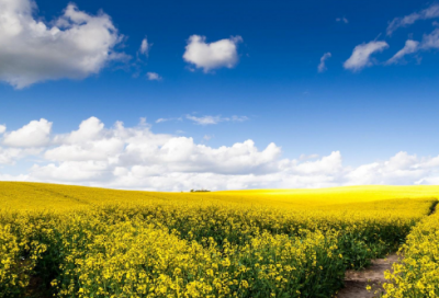 ​大张伟爱情语录 【大张伟爱情金句】