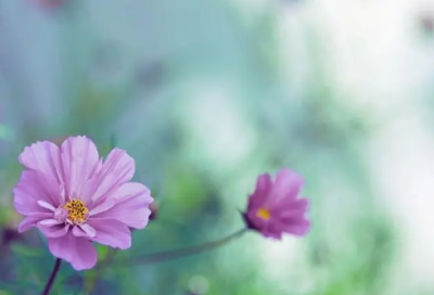 ​春天的庭院的经典语录 【描写春天院子里的样子】