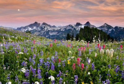 ​桃花溪翻译及原文（古诗桃花溪唐张旭赏析）