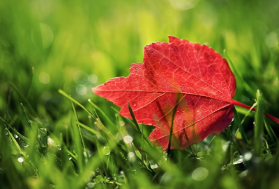 ​“牧童骑黄牛，歌声振林樾”全诗出处、作者、赏析