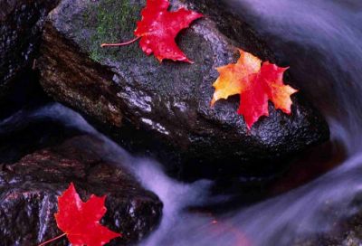 ​“衣带渐宽终不悔为伊消得人憔悴”全诗出处作者翻译赏析