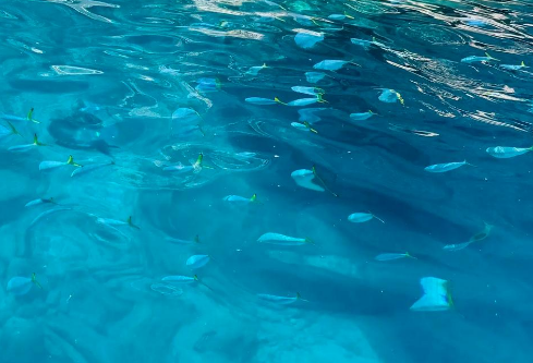 1764966349533786.png image.png