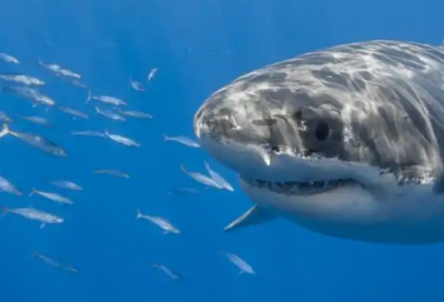 ​八字霸气运动会口号84句