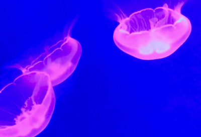 ​女生班运动会口号8字83句