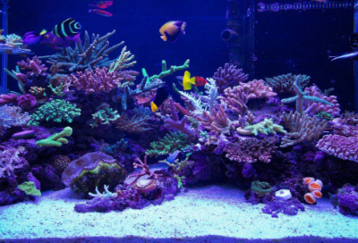 ​312植树节活动横幅标语最新大全(植树节标语怎么写)