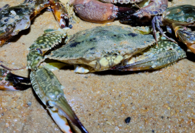 ​2025鼠年公司销售部开门红励志口号